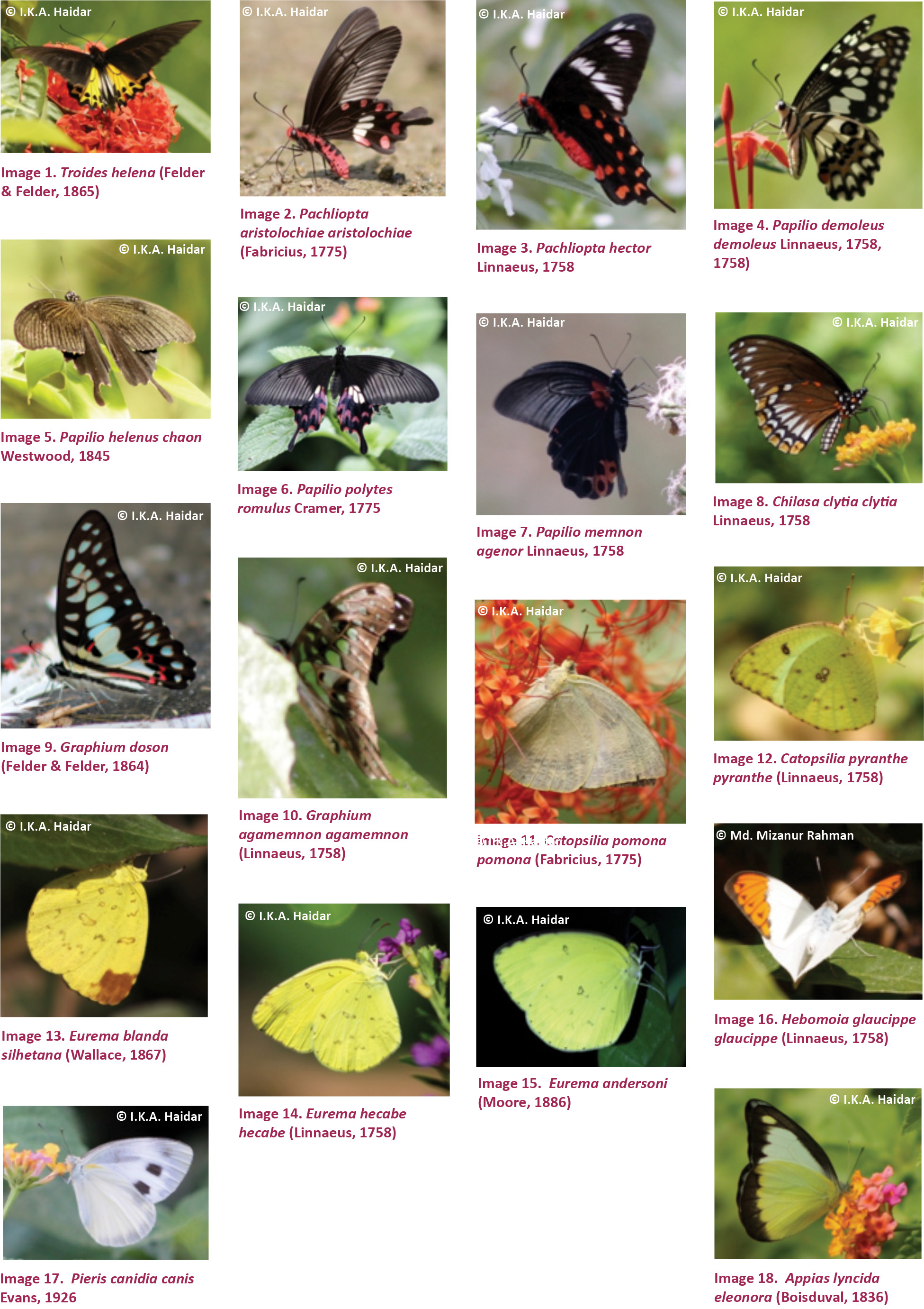 View Of Status Abundance And Habitat Preference Of