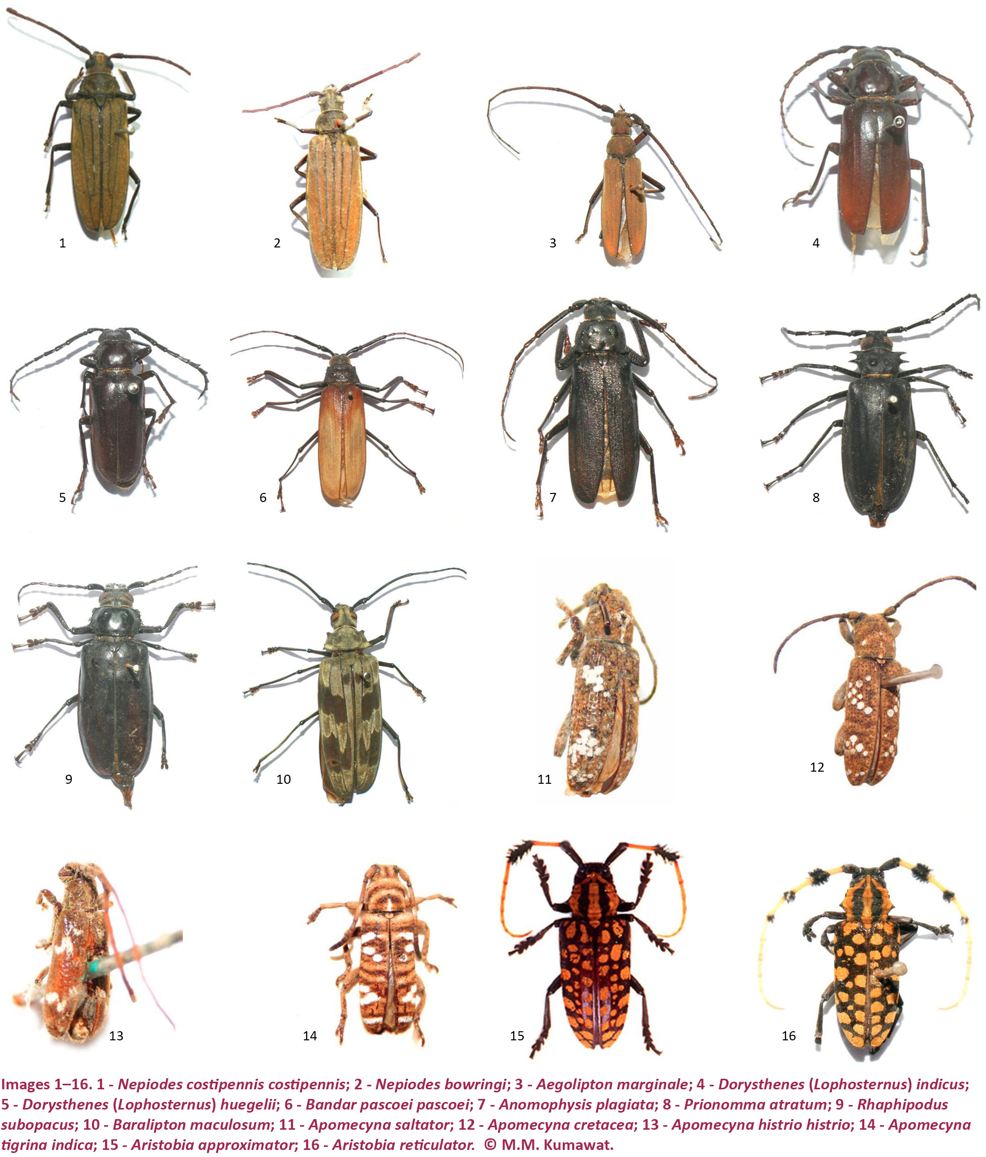 A checklist of the Long-horned Beetles (Coleoptera: Cerambycidae) of ...