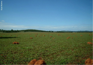 ©Stuart Klorfine Image of pastures filled with termites’ mounds in the study site.